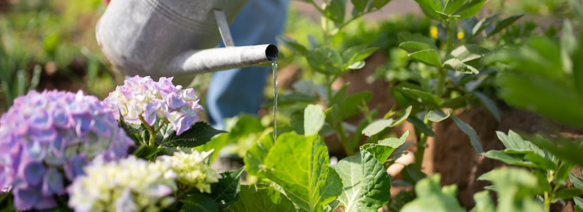 Garden Maintenance in dubai